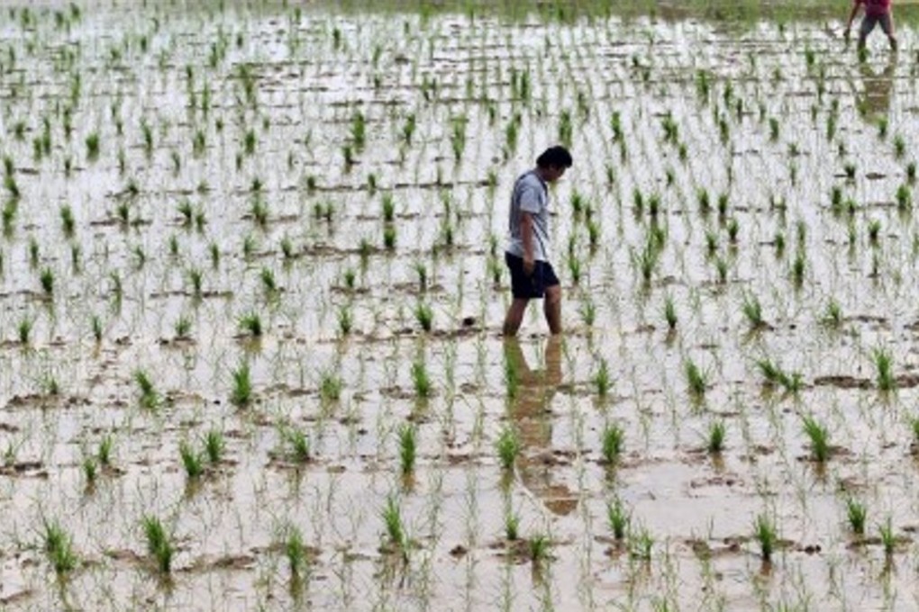 A file picture of a researcher checking a field of genetically-modified rice in China. Photo: AFP