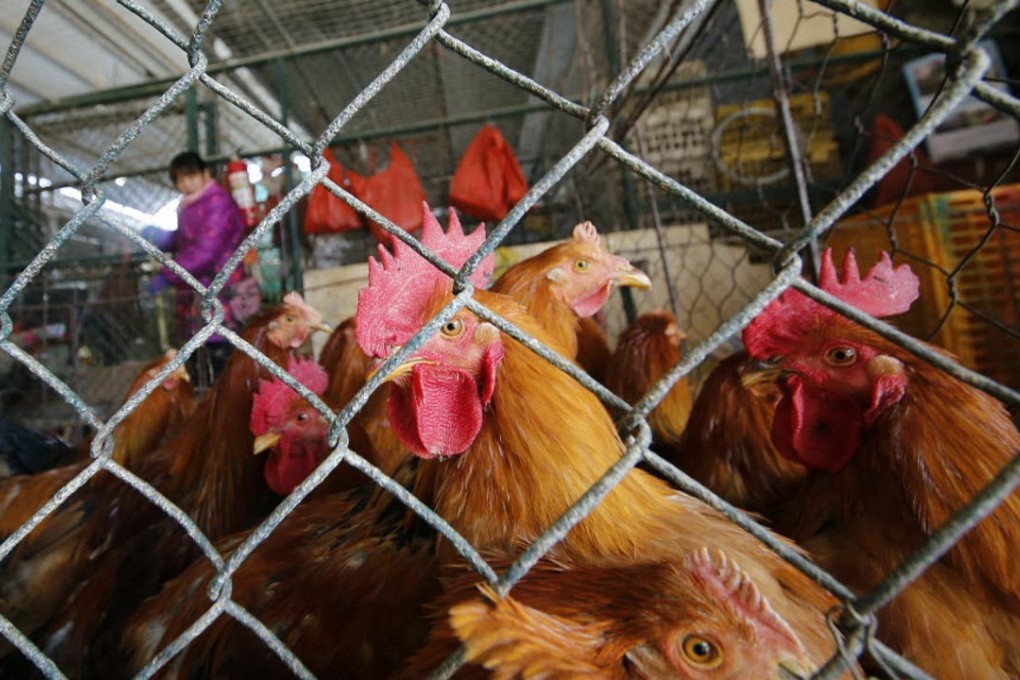 Chickens are kept in a cage at a wholesale poultry market in Shanghai. A spate of bird flu cases since the beginning of the year in China has experts watching closely as millions of people and poultry are on the move ahead of the Lunar New Year holiday, the world’s largest annual human migration. Photo: AP