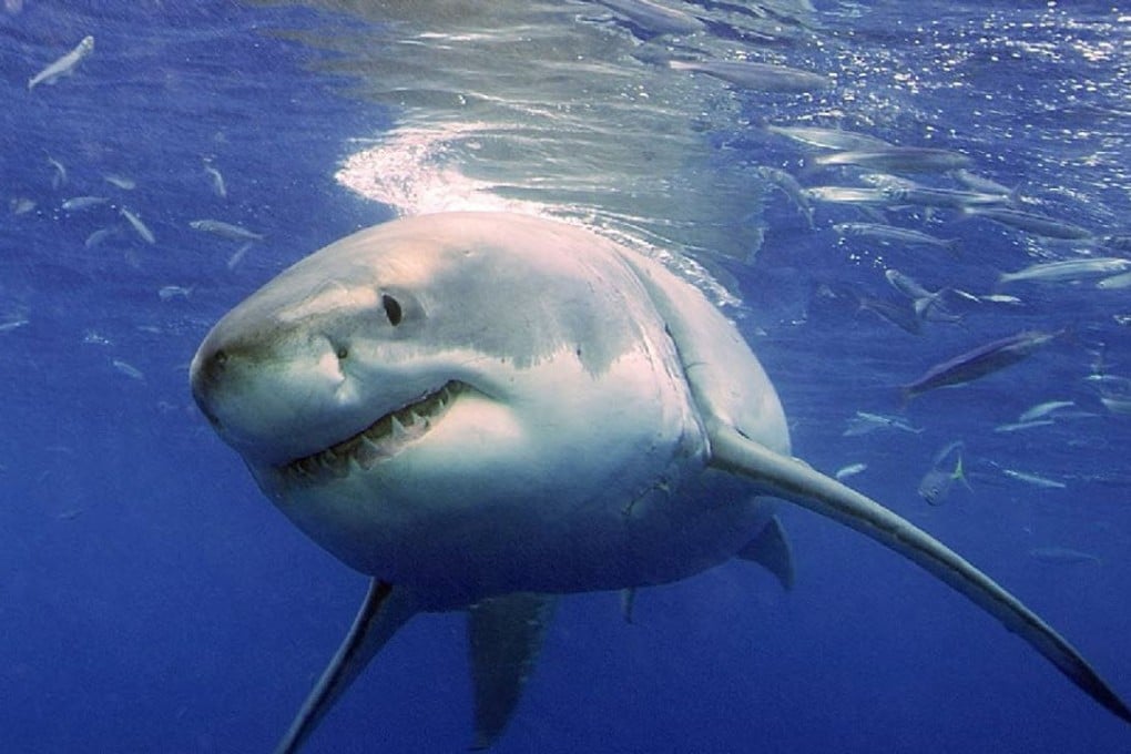 Okinawa Churaumi Aquarium says the 3.5-metre shark was accidentally caught in a net in southwestern Japan. Photo: AP