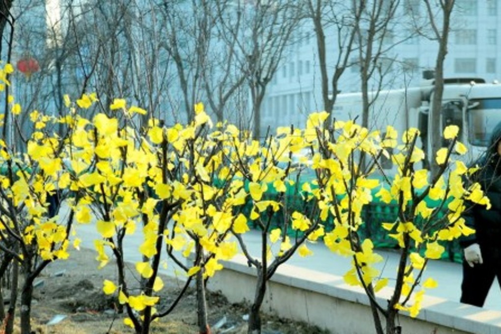 Winter bloom? A resident of Liaoning’s capital city of Shenyang walks past shrubs “beautified” with fake flowers. Photo: SCMP Pictures