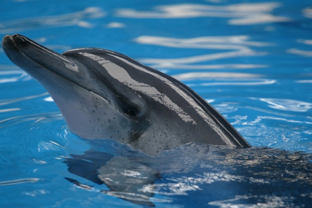Ocean Park’s oldest dolphin, Jessie, has died aged about 44 after almost four decades of delighting animal lovers in the park.