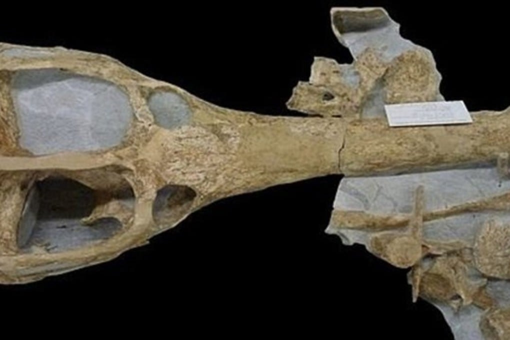 The skull of Machimosaurus rex is about 1.5 metres long. Photo: University of Bologna