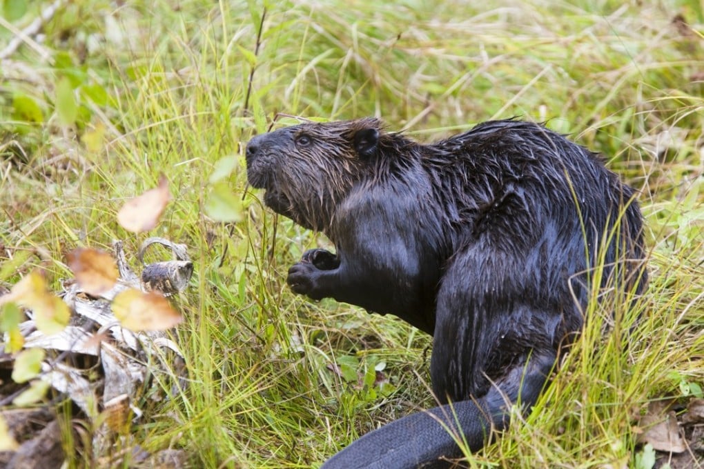 North American beaver.