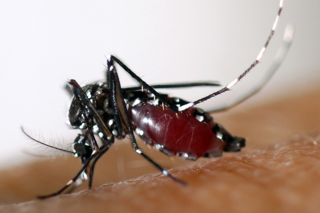 Dengue fever is the world’s fastest growing mosquito-borne disease. Photo: AFP