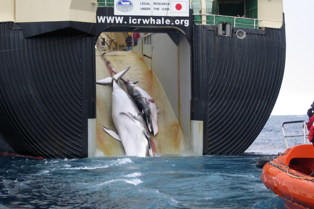 This file photo provided by the Australian Customs Service shows what the Australian government says is the slain carcasses of a minke whale and her calf being hauled aboard a Japanese harpoon ship in Antarctic waters. Photo: AP