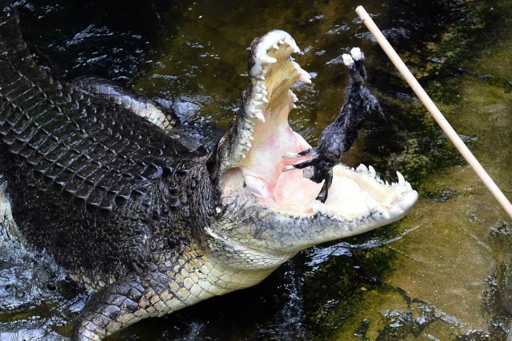 Rex, a 700-kilogram saltwater crocodile, jumps out of its pond to eat a rabbit at the Wildlife Sydney Zoo. Photo: AFP