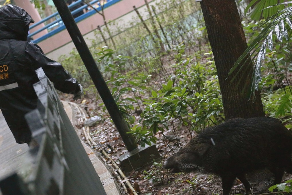 Workers from the Agriculture, Fisheries and Conservation Department were called in to deal with the boar. Photo: Felix Wong