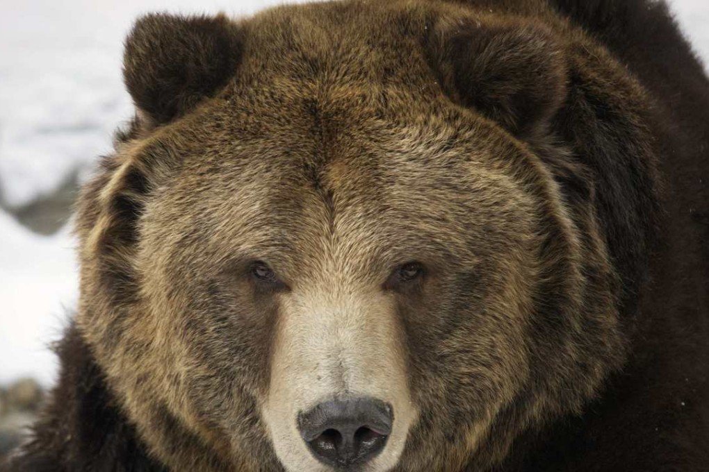Shanghai’s Composite Index ends Friday’s session having given up more than 20 per cent since its high in December, suggesting a bear market, where prices are likely to head lower. Photo: Reuters