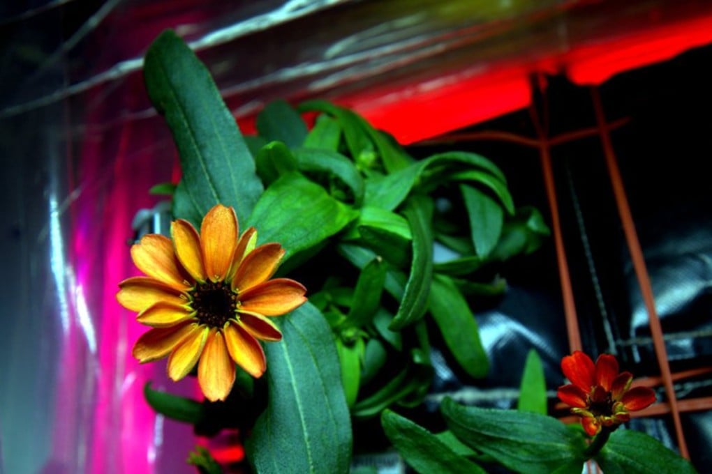 A zinnia flowers on the International Space Station on Saturday, becoming the first blossom grown in space. Photo: Tribune News Service