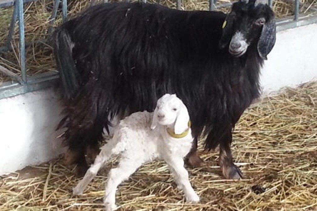 NGoats at a cashmere farm in Herat, Afghanistan, that was established as part of a Pentagon-funded initiative. Photo: Hakim Niazmand/Herat University