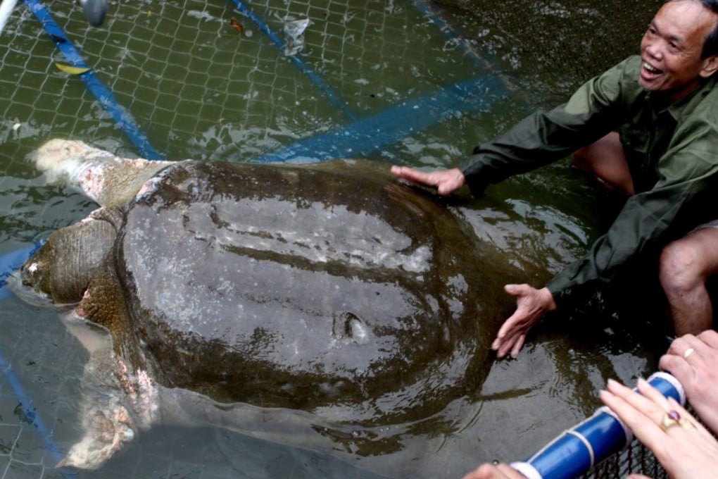 The turtle, known as 'Cu Rua,' or 'Great Grandfather,' had lived in Hanoi's Hoan Kiem Lake since the 19th century. Photo: EPA