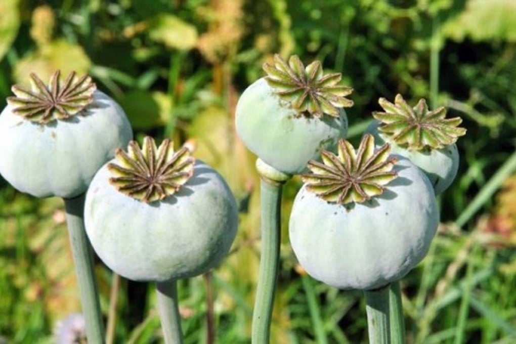 Opium poppies growing in the wild. Photo: SCMP Pictures