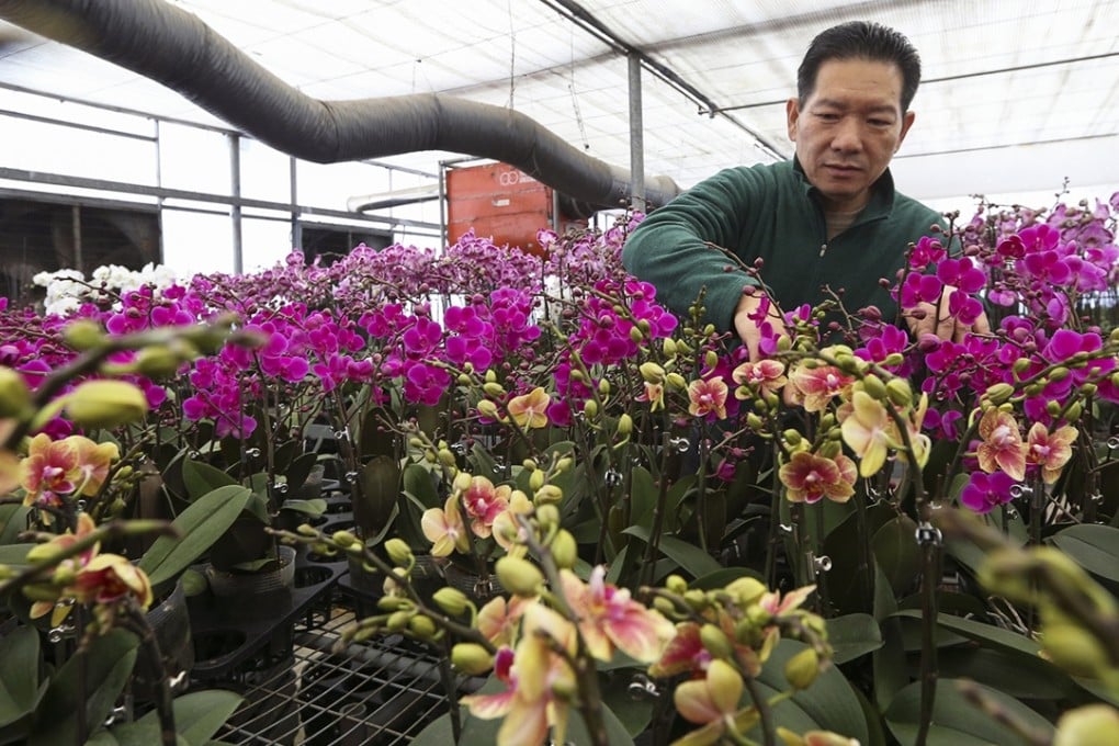 Chiba Garden owner Yeung Siu-long’s orchids are blooming, but at the cost of increased heating bills to keep them at a happy 18 degrees Celsius. Photo: felix Wong