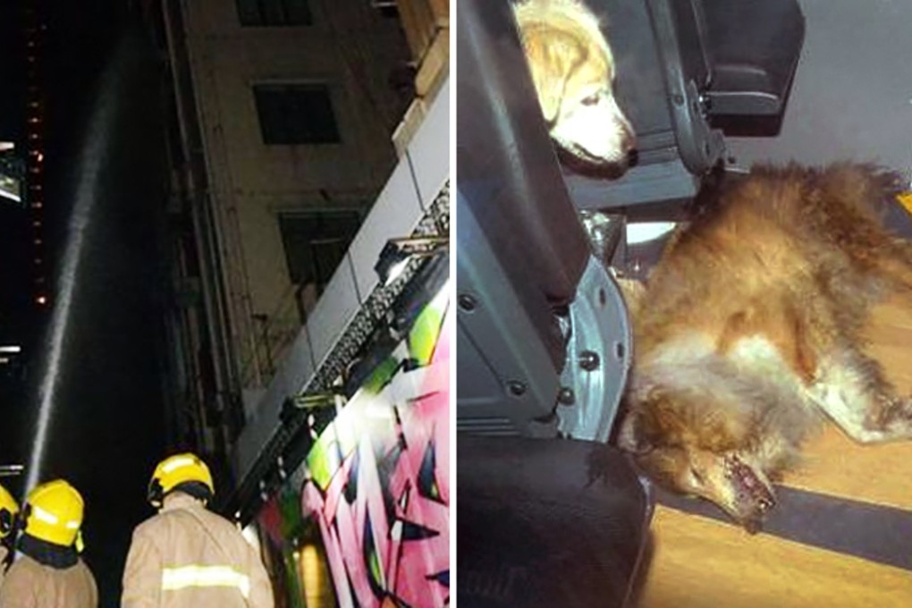 A Shetland sheepdog was killed in the incident at Florida Mansions. Photos: Bastillepost