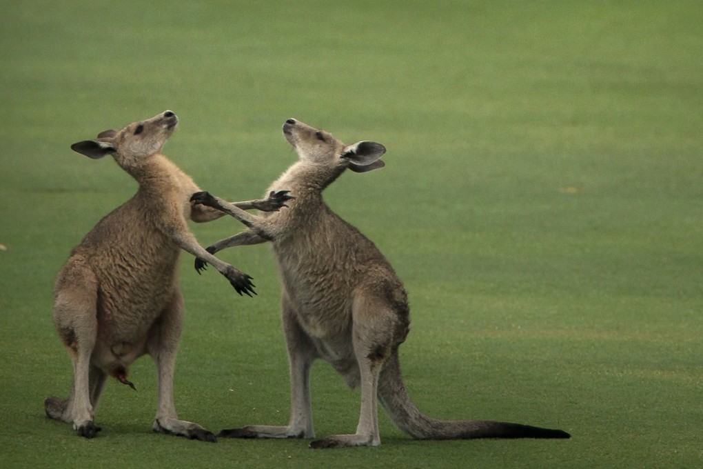 Sevdet Ramadan Besim allegedly wanted to paint a kangaroo in the Islamic State colours and strap it with explosives. Photo: AFP