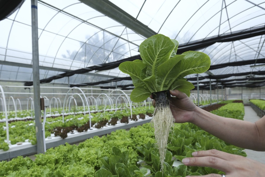 Vegetables being grown at a farm in Fanling. Farming projects have huge potential in Hong Kong. Photo: Jonathan Wong