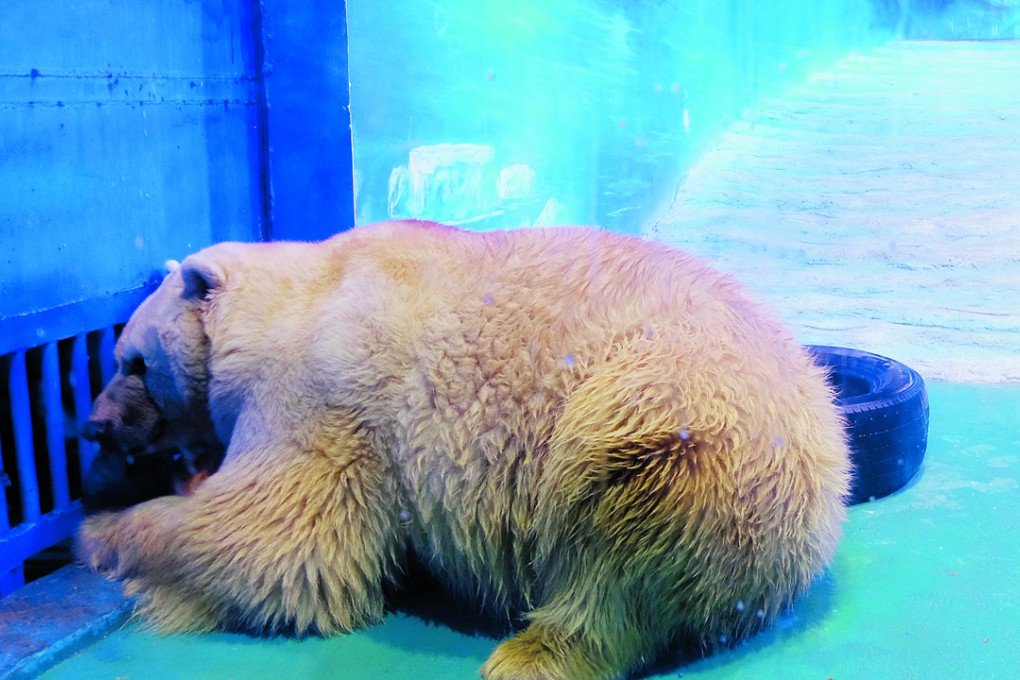 A polar bear in an enclosure at the Grandview Mall Aquarium in Guangzhou in south China’s Guangdong province. Photo: SMP Pictures