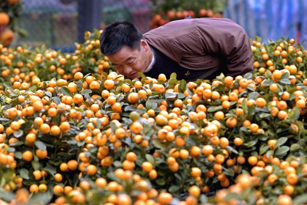 The Environmental Association is complaining about the disposal of Lunar New Year tangerine trees. Photo: AP