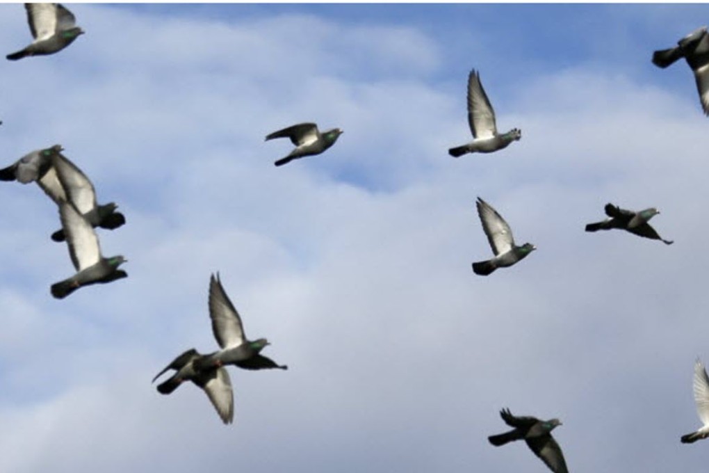 ISIS have banned pigeon-breeding because the sight of the birds’ genitals as they fly overhead is offensive to Islam. Photo: Reuters