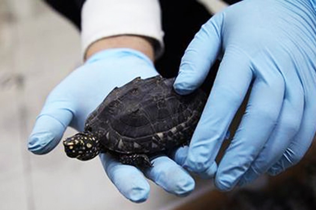 One of the turtles found by customs officials. Photo: SCMP Pictures