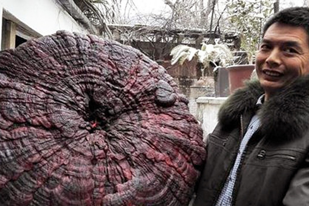 The massive mushroom found in Henan province. Photo: 163.com