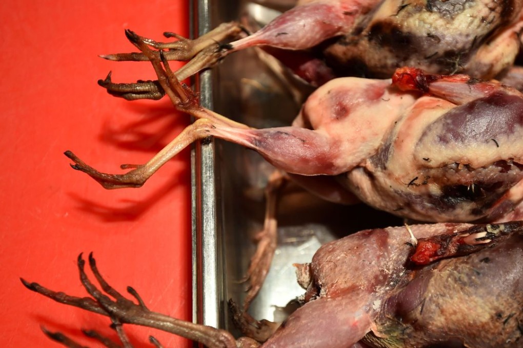 A tray of plucked woodcock, a type of wading bird, on a tray at Hedone, the restaurant of Swedish chef Mikael Jonsson in west London where he limits the menu to focus on what’s fresh and available, and cuts down on wastage by not maintaining an a la carte selection. Photo: AFP