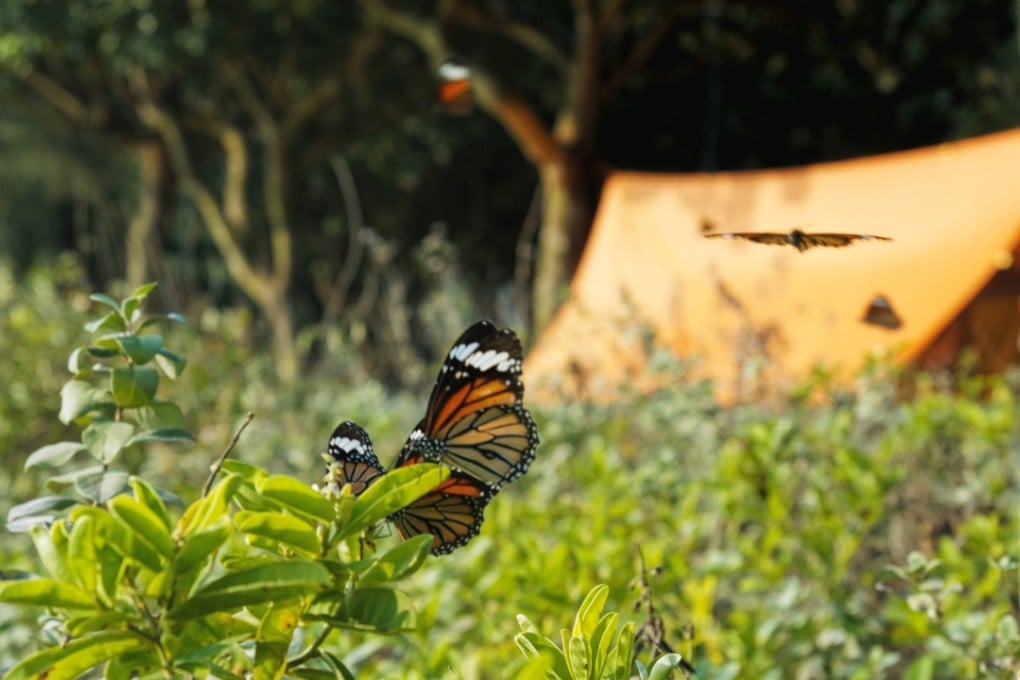 A common tiger butterfly pauses in front of a tent at the Pui O campsite, Lantau. Photos: Martin Williams
