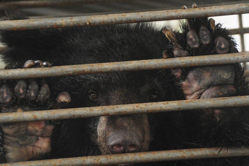 Pickle Nicol‚ the bear adopted by Lesley Nicol, who plays Mrs Patmore in the television series Downton Abbey, puts its paws on the cage bars at the Nanning bear farm in China. Photo: Red Door News