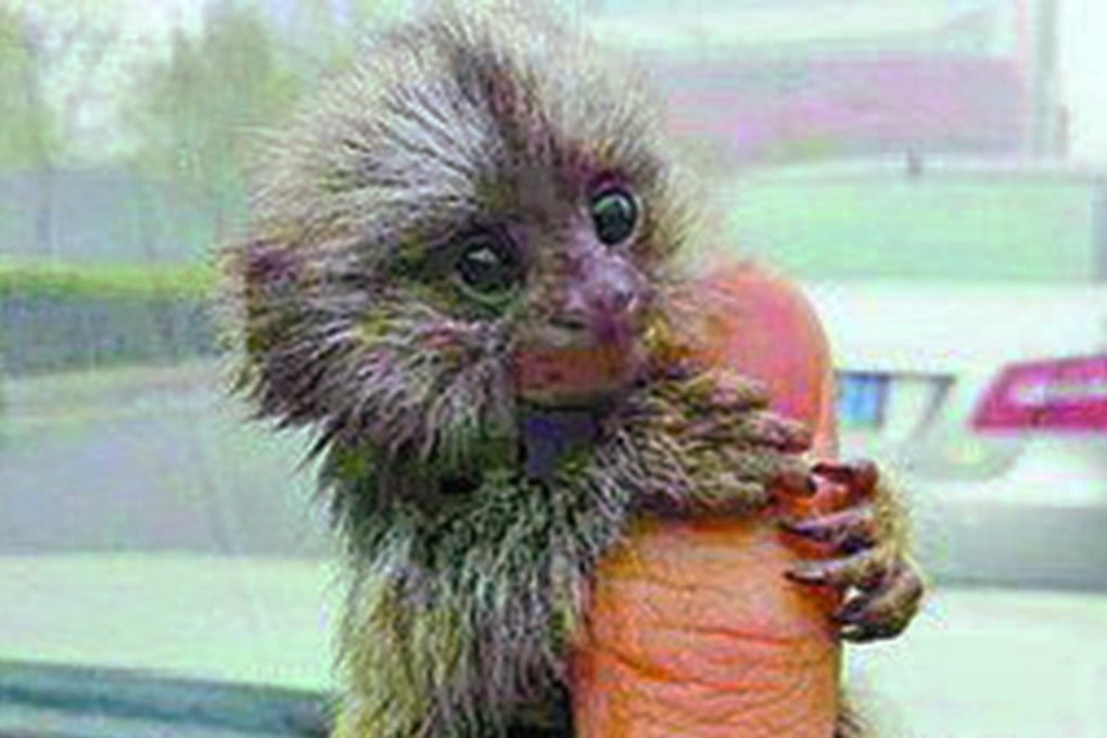 An internet user going by the name Xiao Chen posted this photo advertising marmosets for sale through WeChat. Photo: SCMP Pictures