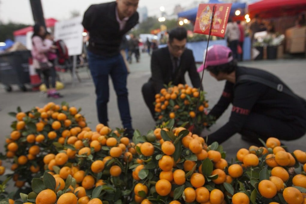 A kumquat tree vendor in Victoria Park. Some 40,000 kumquat trees are bought in Hong Kong each Lunar New Year. Photo: EPA