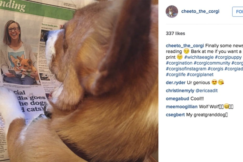 Curious corgi Cheeto in an Instagram post that shows the furry netizen checking out a story about his online account which has almost 2,000 followers. Photo: Instagram #cheeto_the_corgi