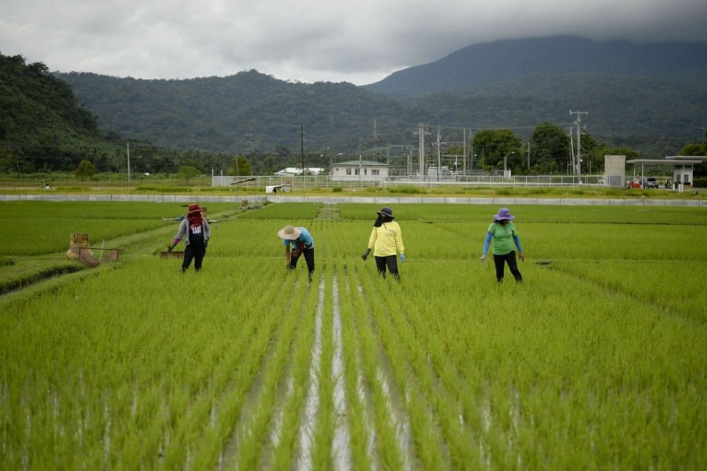 With the huge pool of data unlocked, rice breeders will soon be able to produce higher-yielding varieties much more quickly. Photo: AFP