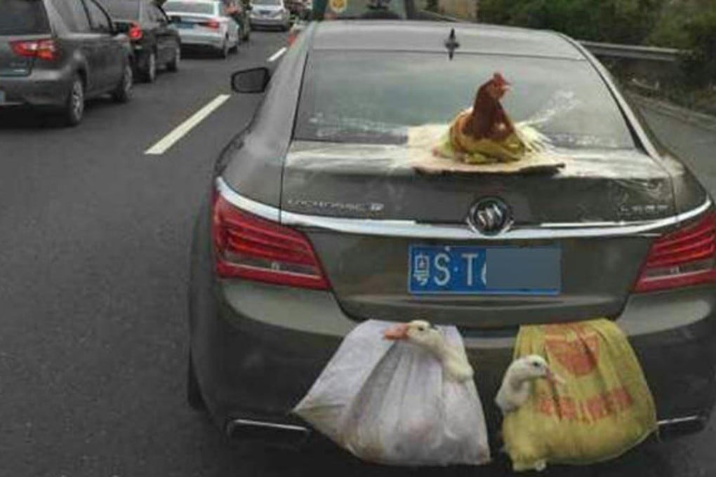 Pictures taken of a live chicken and two ducks being transported by a grey car as it drove in Guangdong province have gone viral on mainland media. Photo: SCMP Pictures