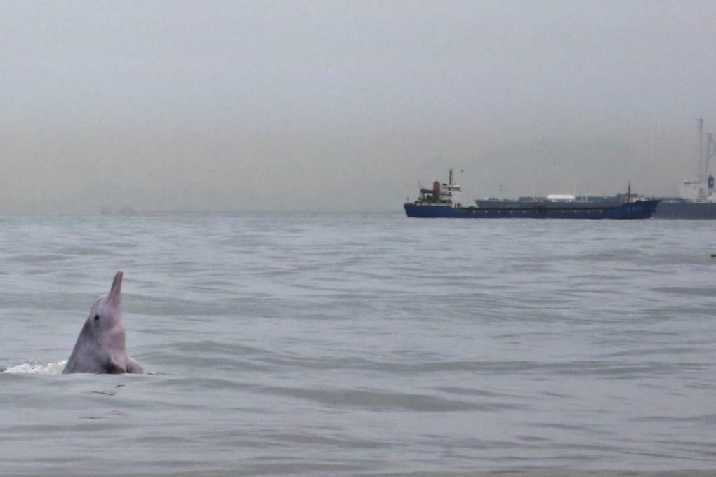 A Chinese white dolphin near the under-construction Hong Kong-Zhuhai-Macau Bridge. Photo: SCMP Pictures