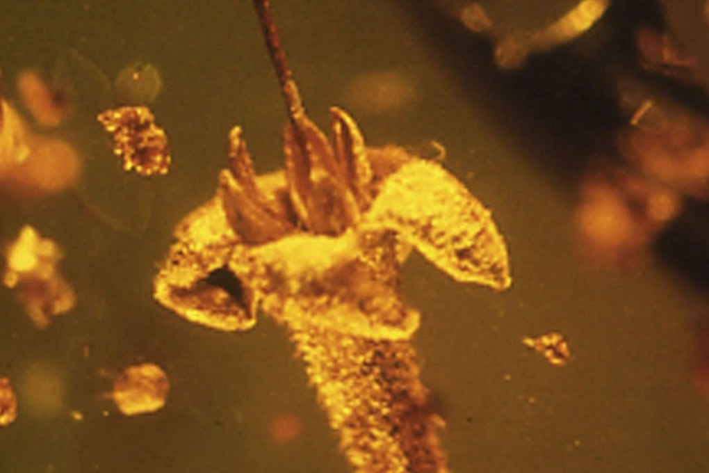 Strychnos electri, encased in amber,was a member of a group of flowers that today are the source of the poisons strychnine and curare. Photo: Reuters