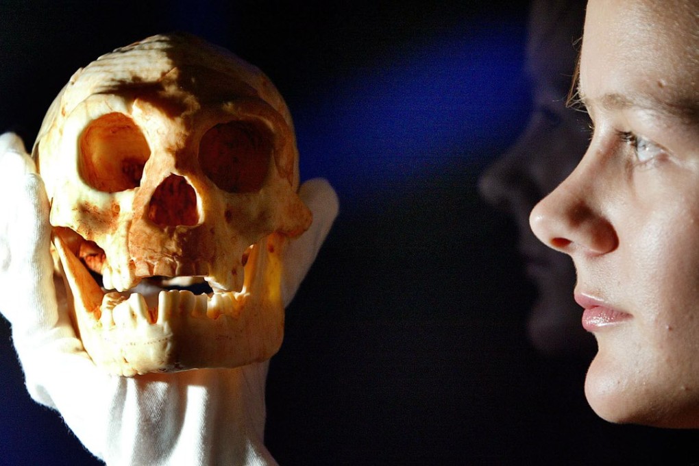 A model of a skull discovered in a cave on the island of Flores, is of an adult female that was just a metre tall, had a chimpanzee-sized brain and was substantially different from modern humans. File photo: Reuters