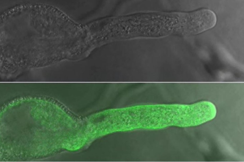 The Chinese team modified the chemical signature of pollen from one genus (Arabidopsis thaliana) to dupe the female from another (Arabidopsis thaliana) into recognising it as her own. She then guided the pollen tube into her ovule. This screenshot shows the tube seeking its target. Credit: Chinese Academy of Sciences