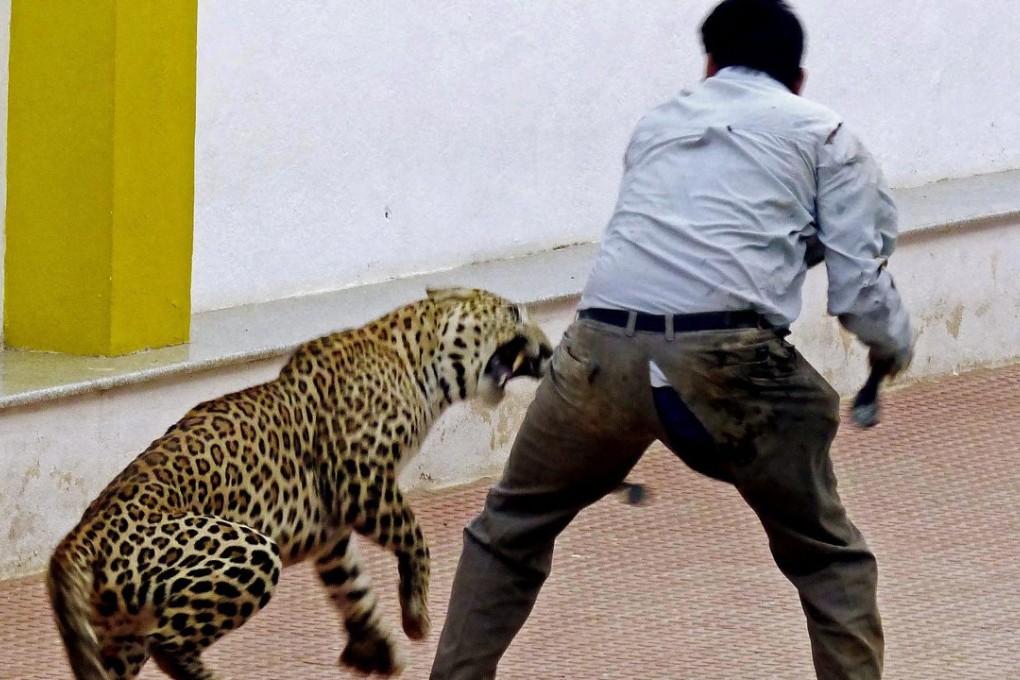 The leopard attacked this man after it strayed into an empty school in Bangalore earlier this month. Photo: EPA