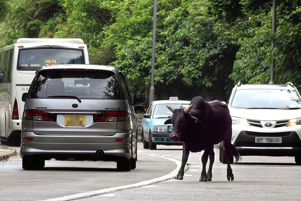 A feral cow walks between traffic along the middle of South Lantau Road. Photo: Edward Wong