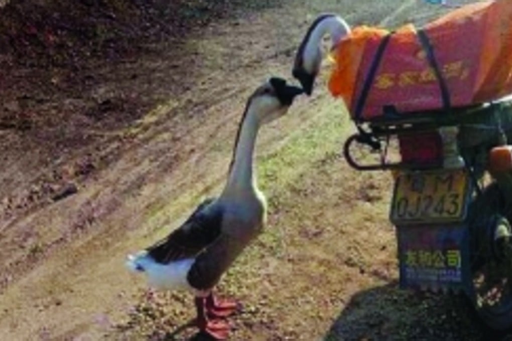 This photograph, of the male and female geese kissing goodbye, before they are slaughtered, has touched the hearts of tens of thousands of internet users in China. Photo: SCMP Pictures
