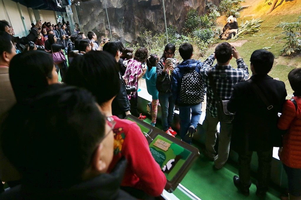 The pandas remain a big draw at Ocean Park, maybe now more for visitors from India. Photo: David Wong