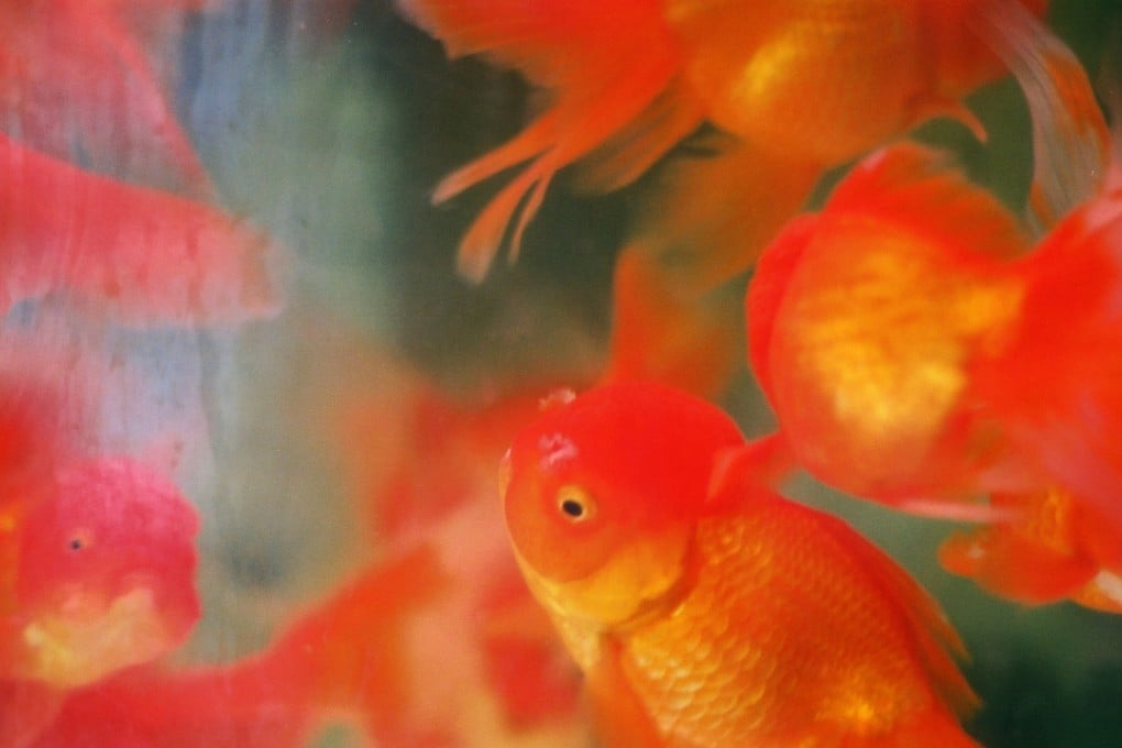 The young girl was forced to eat more than 30 of the fish one by one. Photo: SCMP Picture