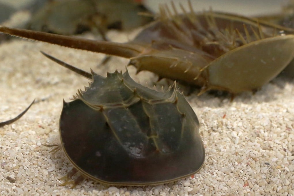 With fossils dating back before dinosaurs, horseshoe crabs have survived multiple extinction to face threats now in the 21st century. Photo: K. Y. Cheng