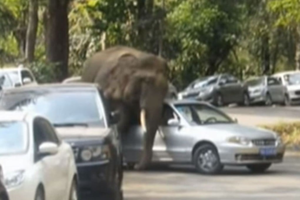 The elephant tramples over a car. Photo: CCTV News/YouTube