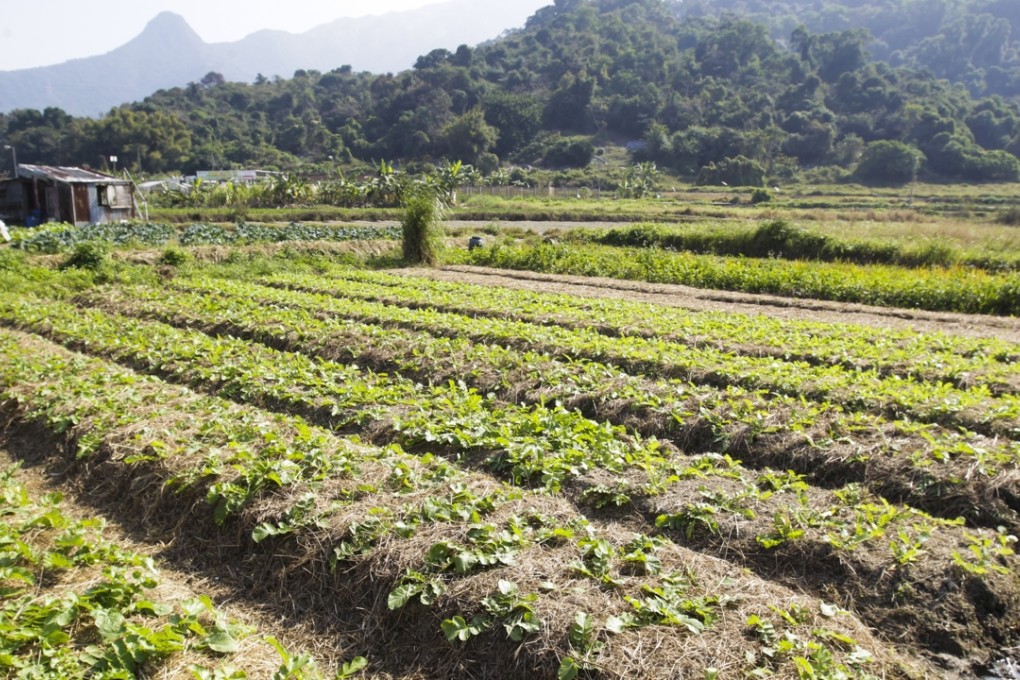 Green fields should be preserved in Yuen Long. Photo: SCMP Pictures