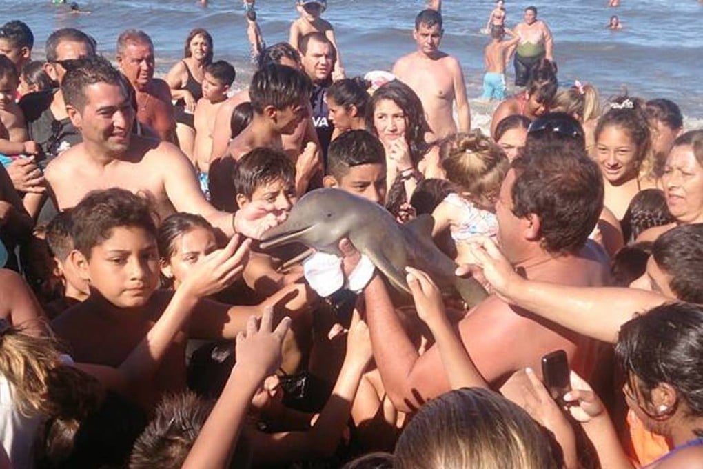 The baby La Plata dolphin, less then a metre long, was hoisted from the water and manhandled before being left dead in the mud. Photo: Facebook / Hernan Coria