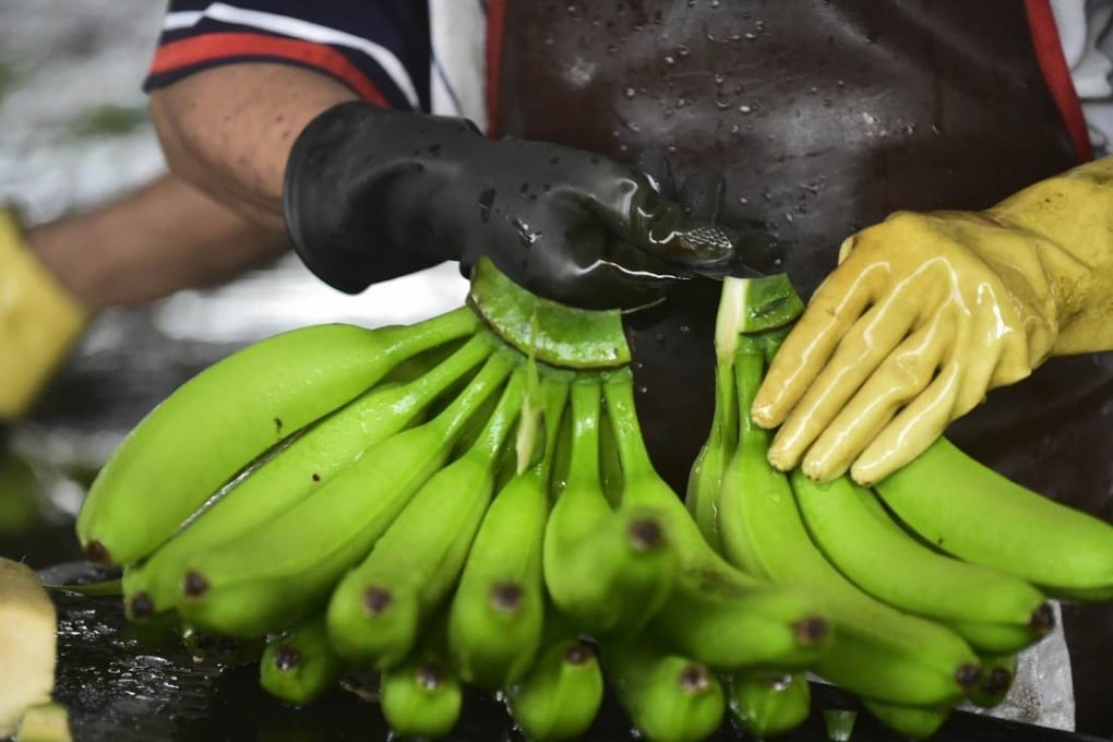 Researchers behind the study say genetically modified bananas “could prevent preschool kids from dying from diarrhoea, malaria or measles”. Photo: AFP