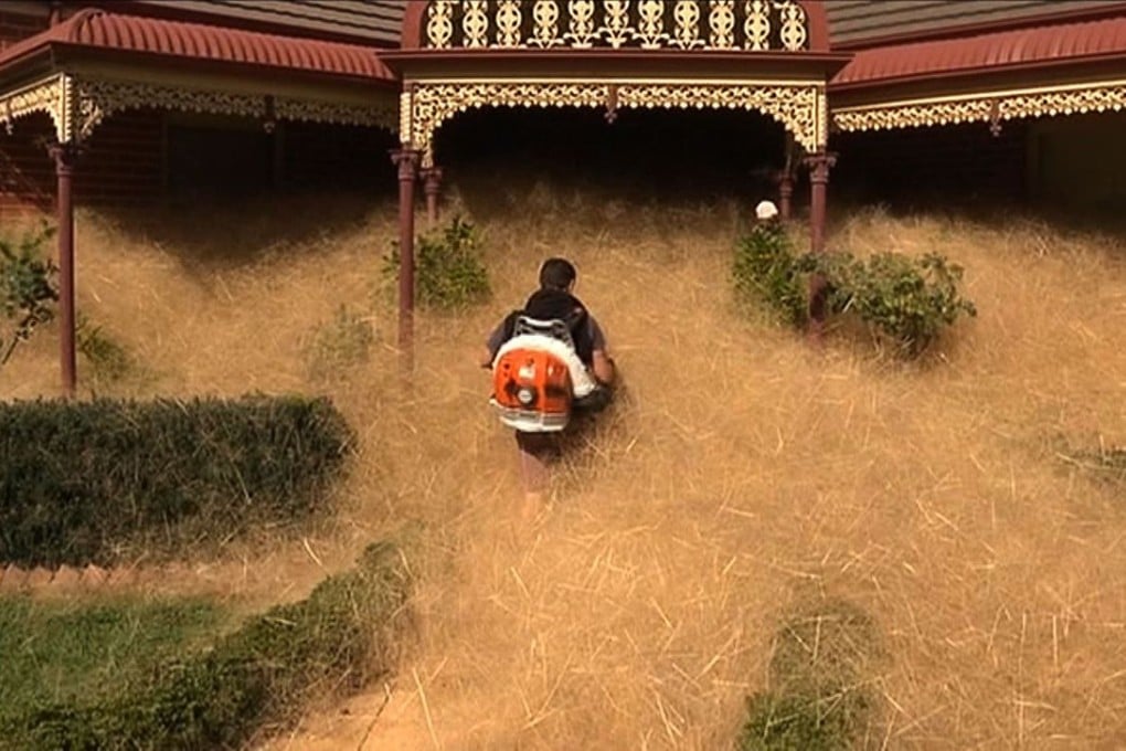A scene from video released by Australian television's Channel 7 on Thursday shows a man clearing out fast-growing hairy panic umbleweed from a home in the town of Wangaratta. Photo: AFP / Channel 7