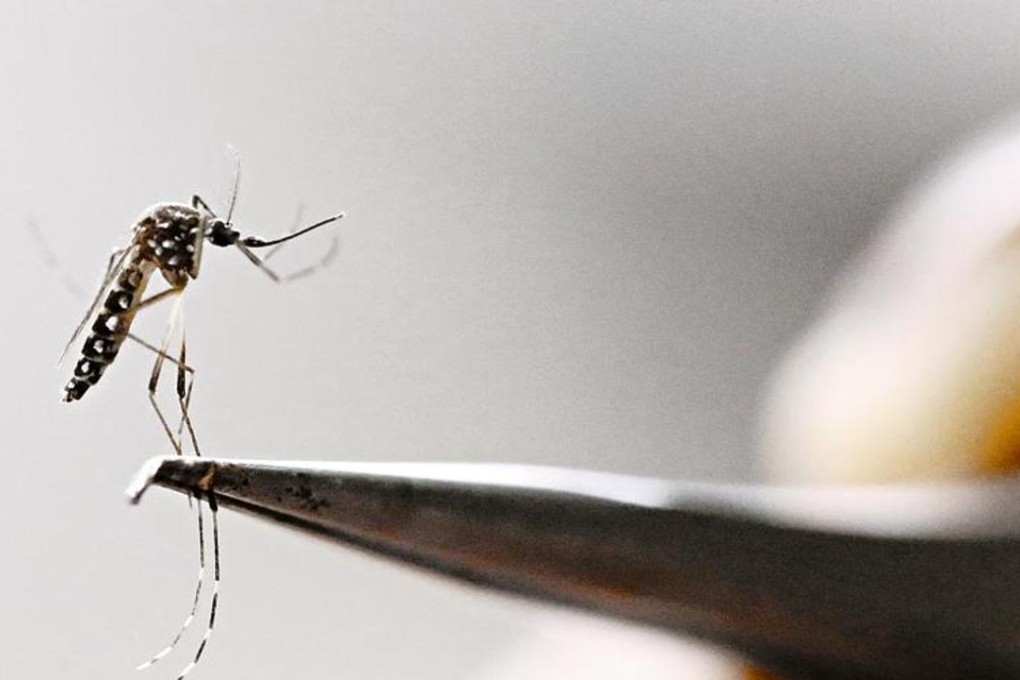 Genetically modified mosquitoes could be used to combat Zika. Photo: Reuters