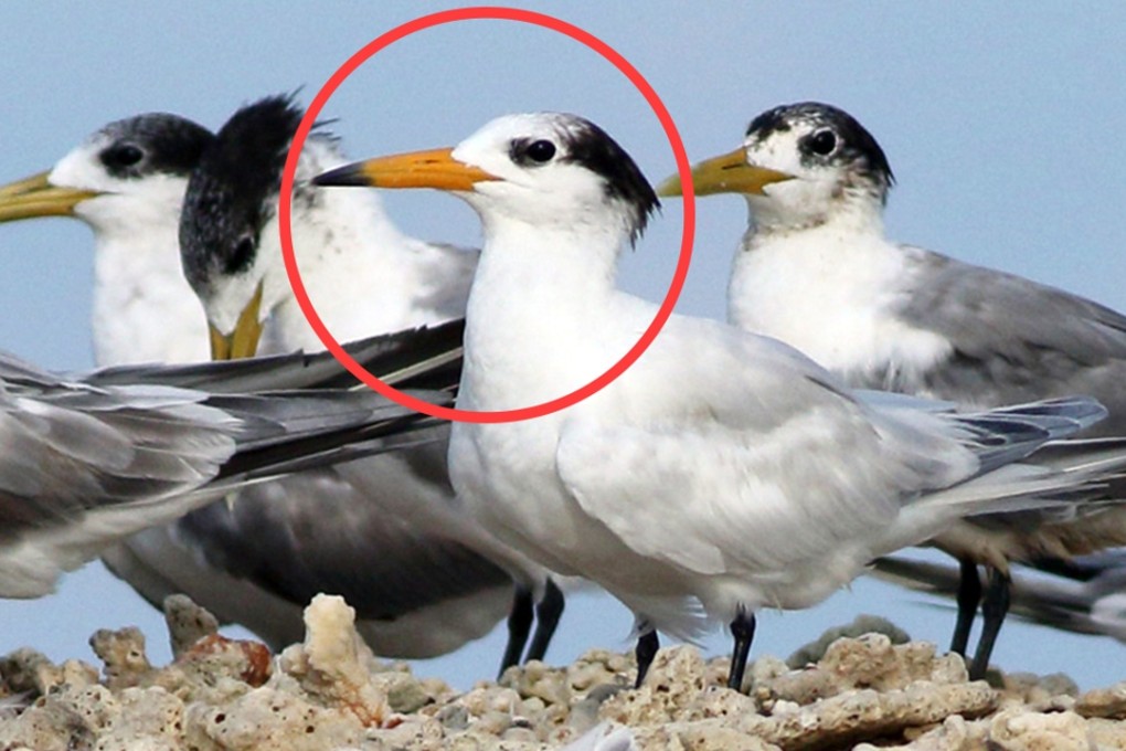 Extremely rare adult Chinese crested tern (circled with black spot on bill), spotted by conservationists at wintering site near Seram island in eastern Indonesia. Photo: Ken Fung Hon-sheng, Ocean Park Conservation Foundation HK